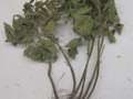 Soybean plant