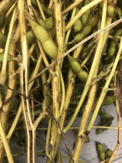 Soybean plant
