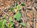 Photo of multiple soybean plants showing chlorosis of leaves and stunting of plants.