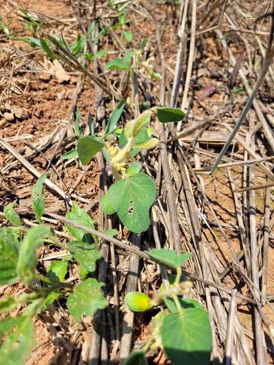 Photo of multiple soybean plants showing chlorosis of leaves and stunting of plants.