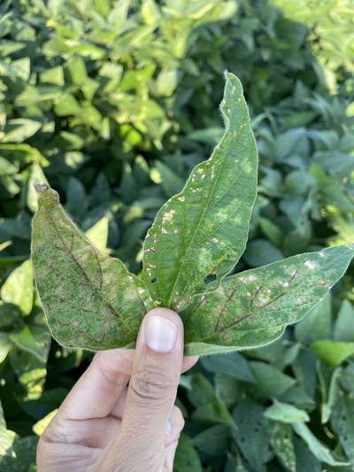 Mottled soybean leaf with reddening of the veins