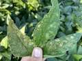 Mottled soybean leaf with reddening of the veins