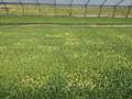 Tobacco greenhouse float trays showing signs of damping off
