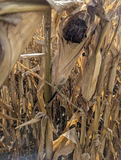 Dry corn with green and white growth on the husk