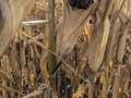 Dry corn with green and white growth on the husk