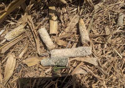 Empty corn cobs on the ground, 4 look normal one looks green