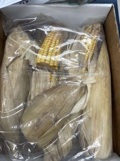 Corn ear sample as received by the PDIC