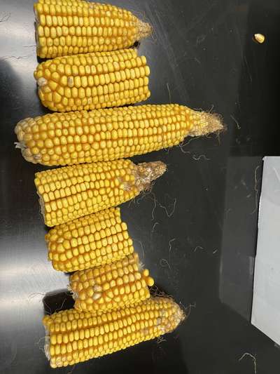 Corn ear laid out