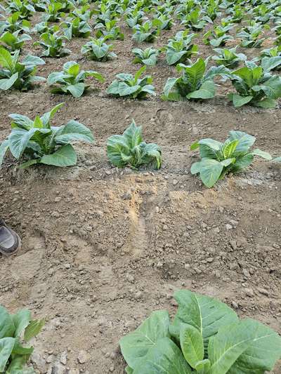 Tobacco field affected by Granville wilt