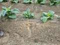 Tobacco field affected by Granville wilt