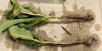 Tobacco plants affected by Granville wilt