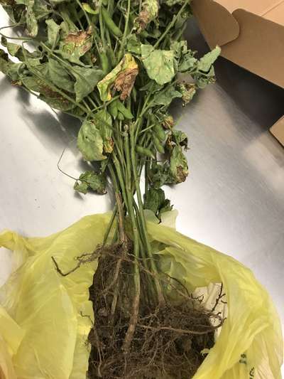 Soybean plant