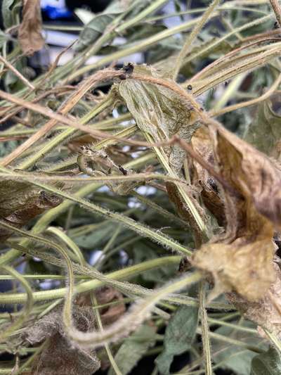Sclerotia on a soybean stem