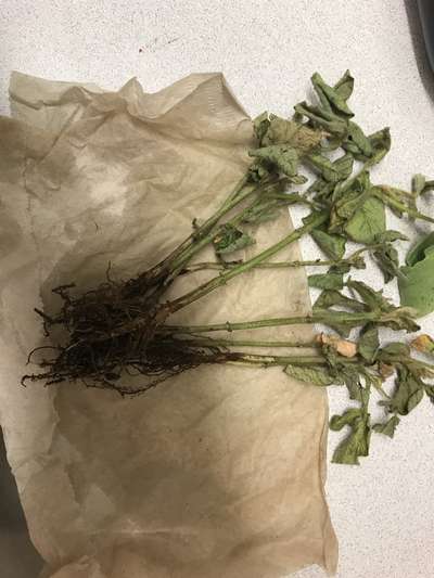 Soybean stems