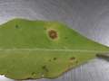 Tobacco leaf with target spot lesions