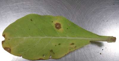 Tobacco leaf with target spot lesions