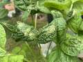 Soybeans with herbicide damage