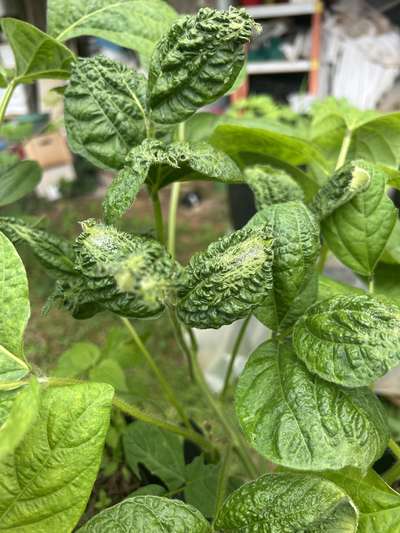 Soybeans with herbicide damage