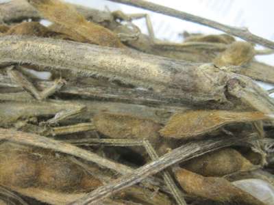 Soybean close-up