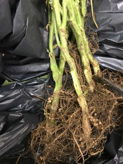 Soybean roots