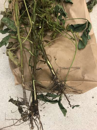 Soybean plant