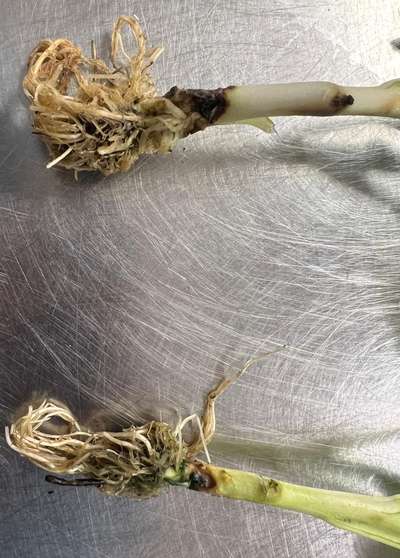 Close-up of dark brown lesions on the stem of tobacco seedlings