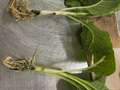 Tobacco seedlings with dark brown lesion on the stem