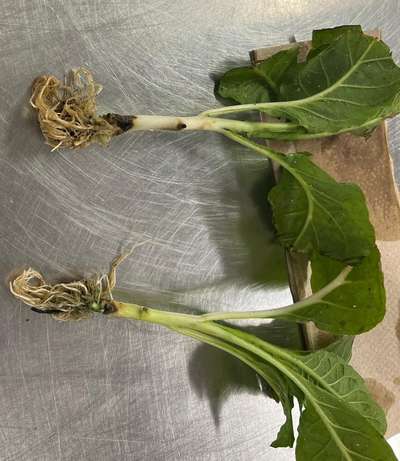 Tobacco seedlings with dark brown lesion on the stem