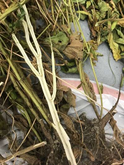 Soybean plant
