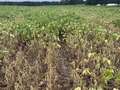 Soybean plants in the field affected by wilting and yellowing