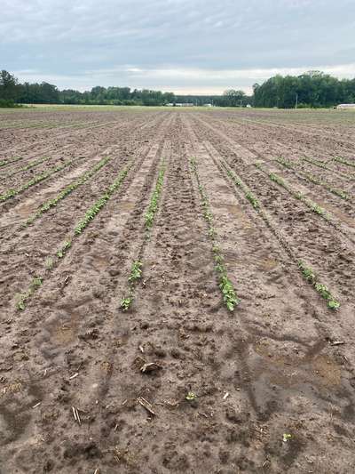 Broad photo of multiple soybean plants with some healthy plants and some deer damage.