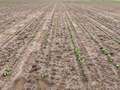 Broad photo of multiple soybean plants with some healthy plants and some deer damage.