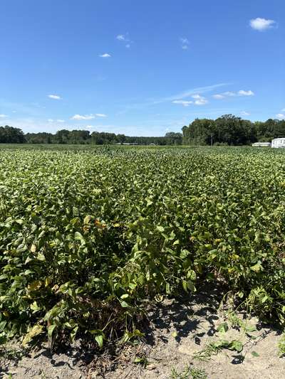Broad photo of a soybean field with signs of soybean loopers