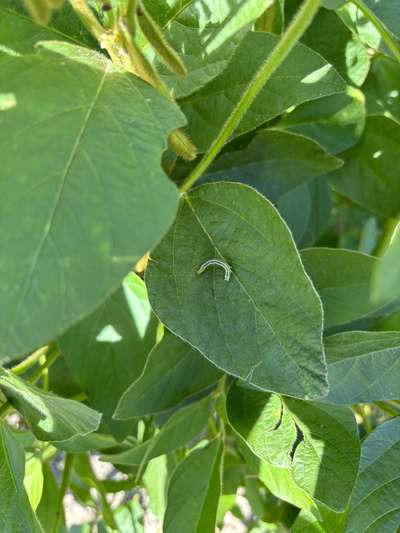 Up-close photo of a soybean looper on a leaf