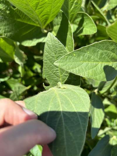 Up-close photo of a soybean looper on a leaf