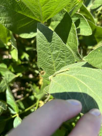 Up-close photo of a soybean looper on a leaf