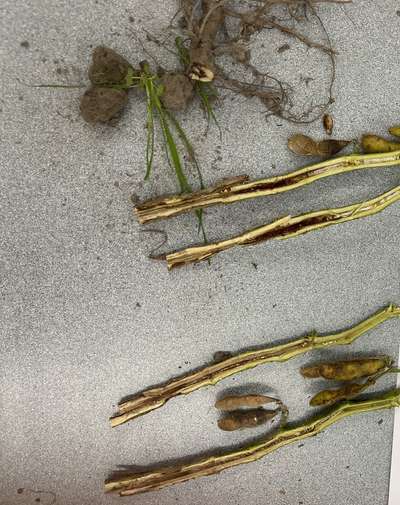 Soybean stems cut lengthwise showing necrotic tissue