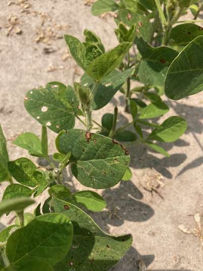 Soybeans with chemical injury