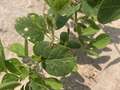 Soybeans with chemical injury