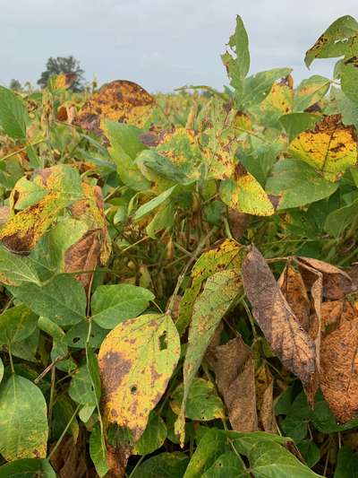 Soybean leaves