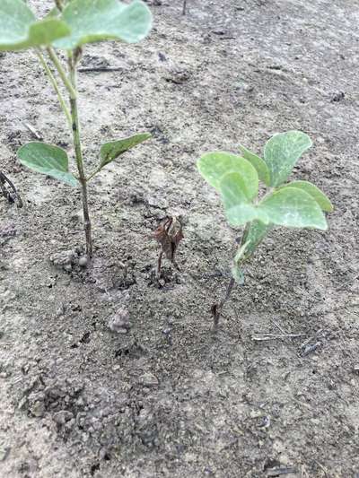 Soybean plants