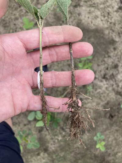 Soybean plants