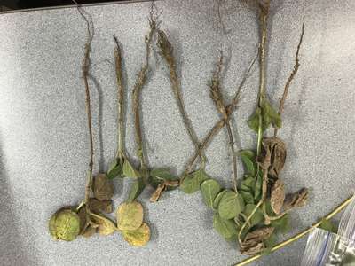 Soybean plants