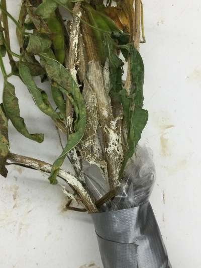 Soybean plant