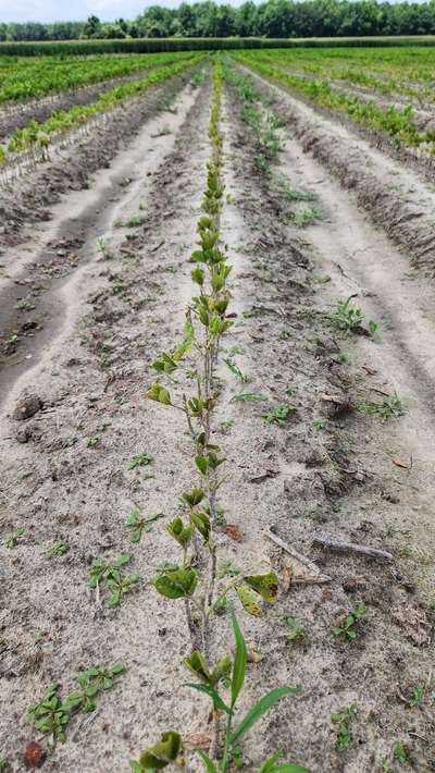 Soybean field