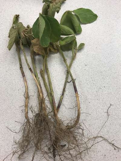 Soybean plant