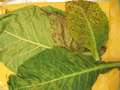 Tobacco leaves sample as received showing signs of TSWV