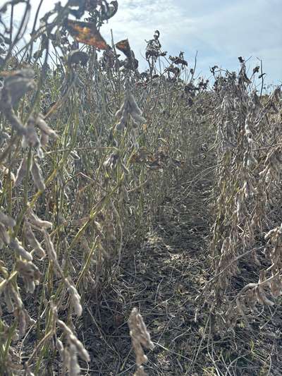 Up-close photo of a soybean plant with a green stem and mature pods