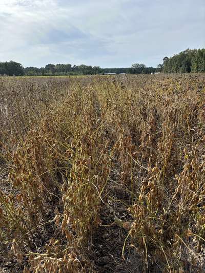 Broad photo of a soybean plants with a green stem and mature pods