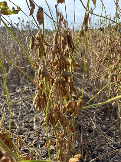 Up-close photo of a soybean plant with a green stem and mature pods